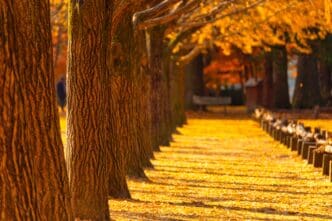 A low-angle portrait of a long, sun-drenched pathway covered in golden fallen leaves, bordered by a close-up line of tree trunks.