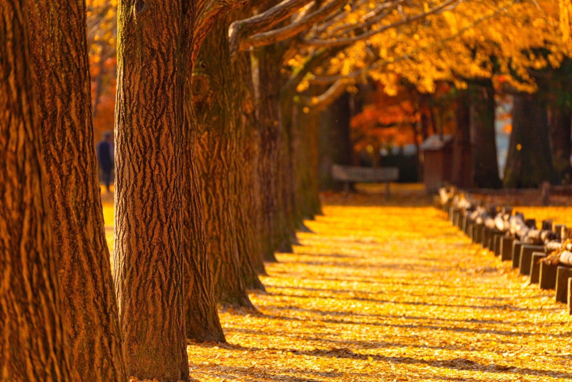 A low-angle portrait of a long, sun-drenched pathway covered in golden fallen leaves, bordered by a close-up line of tree trunks.