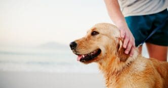 A golden retriever dog smiling while being petted by a person on a bright, misty beach at sunrise