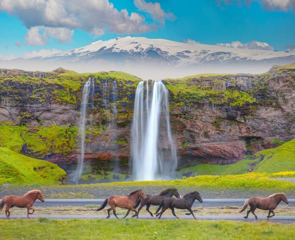 A herd of Icelandic horses runs past the Seljalandsfoss waterfall in Iceland, with the Katla volcano in the background.