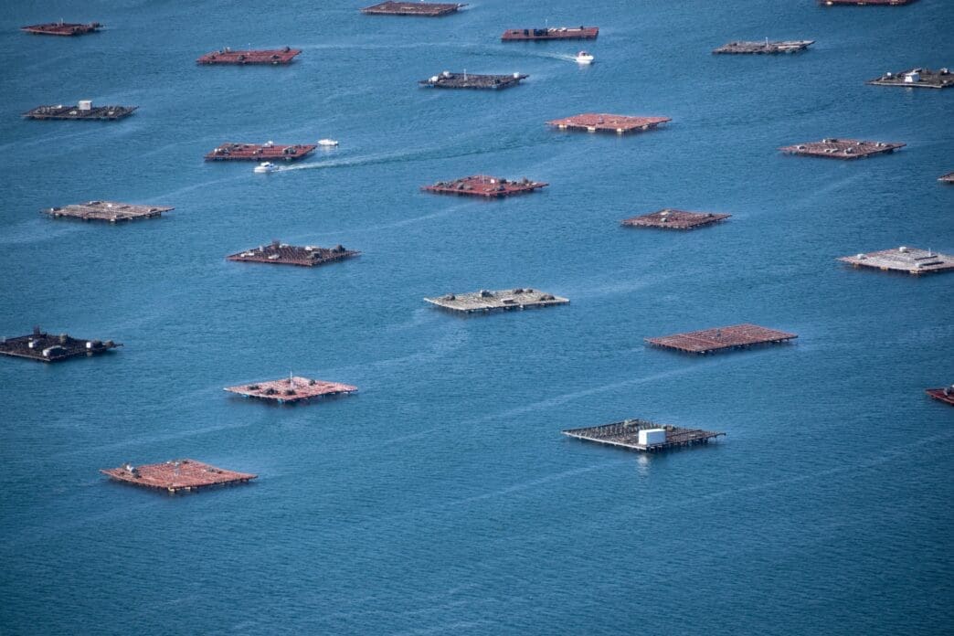An aerial view of numerous square mussel aquaculture rafts floating on blue water.