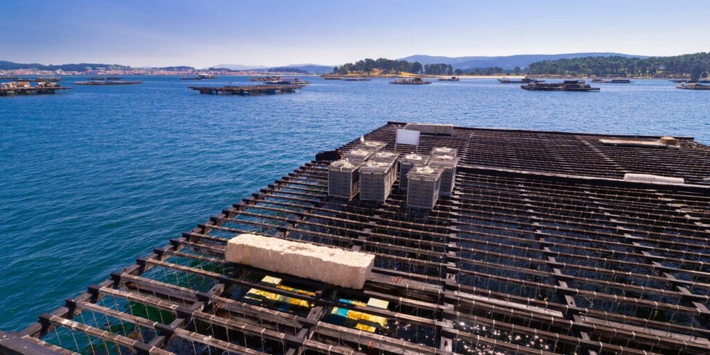A close view of a wooden mussel aquaculture raft (batea) on the Ría de Arousa, Galicia.