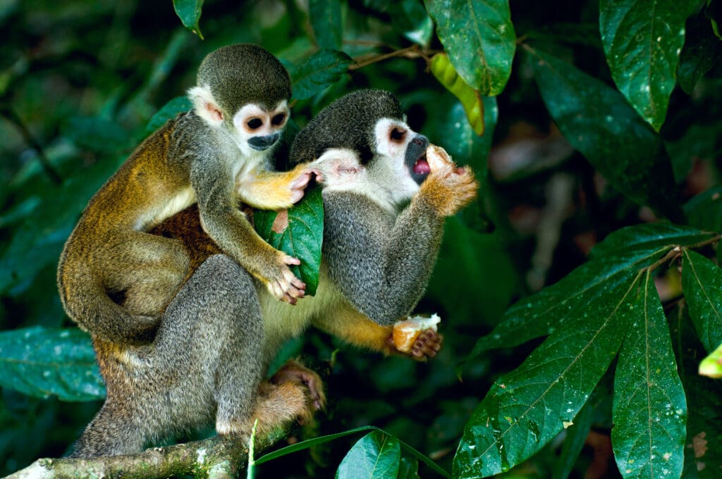 A baby squirrel monkey clinging to the back of an adult squirrel monkey who is eating a piece of fruit among dense green leaves.