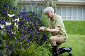 A senior man with a white beard and glasses examines lavender plants outdoors.