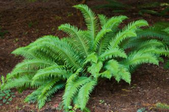 A large, vibrant green fern growing densely in rich, dark brown soil in a shaded area.