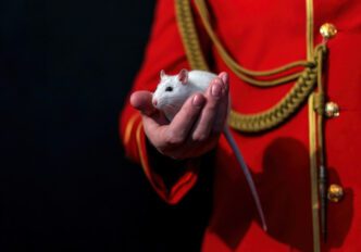 A small white rat is held gently in a man's hand; the man wears a vibrant red military uniform.
