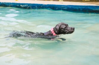 A brown and white pit bull dog swims in a clear blue pool on a sunny day.