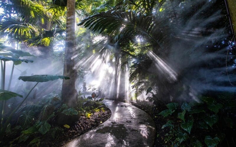 A misty and ethereal path winds through a dense rainforest, with sunbeams piercing through the canopy and fog, highlighting lush tropical plants and palm trees at Fairchild Tropical Botanic Garden.
