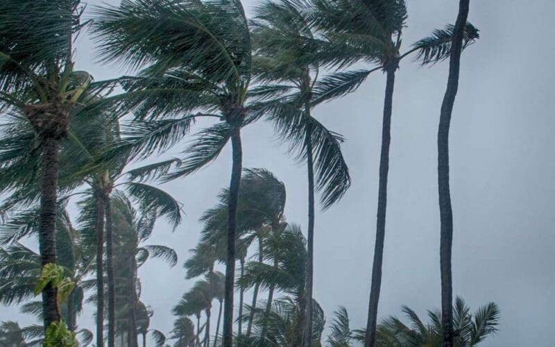 View from below of palm trees swaying in the intense gusts of a Florida storm